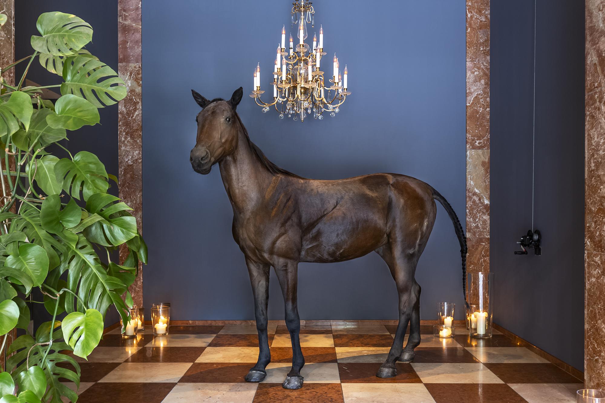 Grand Ferdinand - Your In The Center Viena